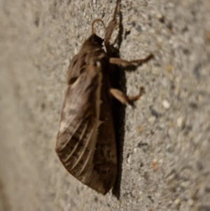 Oxycanus (genus) at O'Connor, ACT - 11 May 2024 09:51 PM