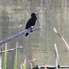 Phalacrocorax sulcirostris (Little Black Cormorant) at Yarralumla, ACT - 20 Apr 2024 by jpittock