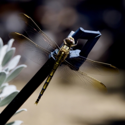 Orthetrum caledonicum (Blue Skimmer) at Florey, ACT - 3 Mar 2024 by KorinneM