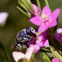 Megachile sp. (several subgenera) (Resin Bees) at Florey, ACT - 3 Mar 2024 by KorinneM