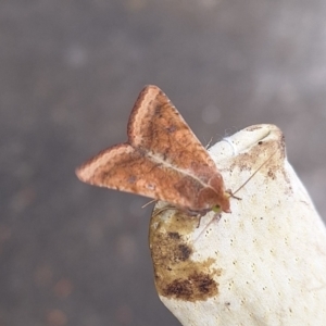 Helicoverpa (genus) at Florey, ACT - 6 Apr 2024