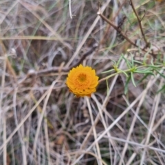 Xerochrysum viscosum (Sticky Everlasting) at Bungendore, NSW - 5 May 2024 by clarehoneydove