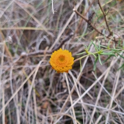 Xerochrysum viscosum (Sticky Everlasting) at Bungendore, NSW - 5 May 2024 by clarehoneydove