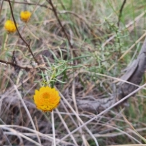 Xerochrysum viscosum at QPRC LGA - 5 May 2024