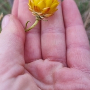 Xerochrysum viscosum at QPRC LGA - 5 May 2024