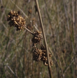 Juncus australis at Blue Devil Grassland, Umbagong Park (BDG) - 26 Apr 2024 01:40 PM