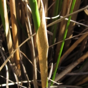 Juncus australis at Blue Devil Grassland, Umbagong Park (BDG) - 26 Apr 2024 01:40 PM