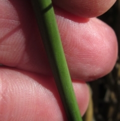 Juncus australis at Blue Devil Grassland, Umbagong Park (BDG) - 26 Apr 2024 01:40 PM