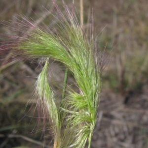 Dichelachne crinita at Umbagong District Park - 26 Apr 2024