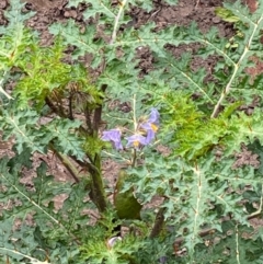 Solanum triflorum at Mount Fairy, NSW - 9 May 2024 by leith7