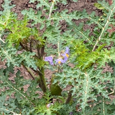 Solanum sisymbriifolium (Sticky Nightshade) at QPRC LGA - 10 May 2024 by leith7