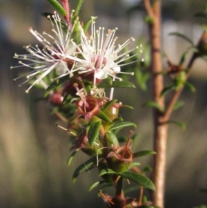 Kunzea ericoides at The Pinnacle - 27 Apr 2024 03:45 PM