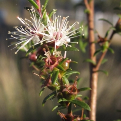 Kunzea ericoides (Burgan) at The Pinnacle - 27 Apr 2024 by pinnaCLE