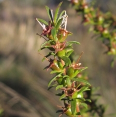 Kunzea ericoides at The Pinnacle - 27 Apr 2024 03:45 PM