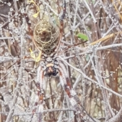 Trichonephila edulis (Golden orb weaver) at The Fair, Watson - 31 Mar 2024 by MAX