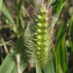 Setaria pumila (Pale Pigeon Grass) at Hawker, ACT - 12 Apr 2024 by pinnaCLE