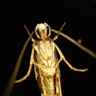 Monopis icterogastra (Wool Moth) at Cook, ACT - 10 May 2024 by CathB