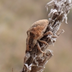 Gonipterus sp. (genus) (Eucalyptus Weevil) at Mount Painter - 9 May 2024 by CathB