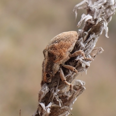 Gonipterus sp. (genus) (Eucalyptus Weevil) at Cook, ACT - 9 May 2024 by CathB