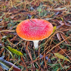 Amanita muscaria (Fly Agaric) at Braidwood, NSW - 12 May 2024 by MatthewFrawley