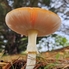 Amanita muscaria at QPRC LGA - 12 May 2024