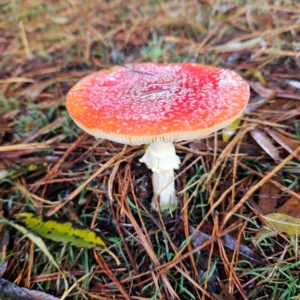 Amanita muscaria at QPRC LGA - 12 May 2024