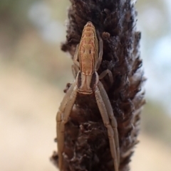 Runcinia acuminata (Pointy Crab Spider) at Cook, ACT - 3 May 2024 by CathB