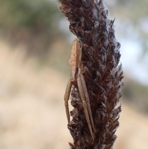 Runcinia acuminata at Mount Painter - 3 May 2024 05:01 PM