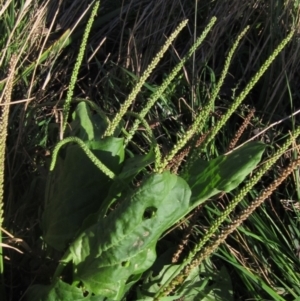 Plantago major at Melba, ACT - 8 Apr 2024 03:31 PM