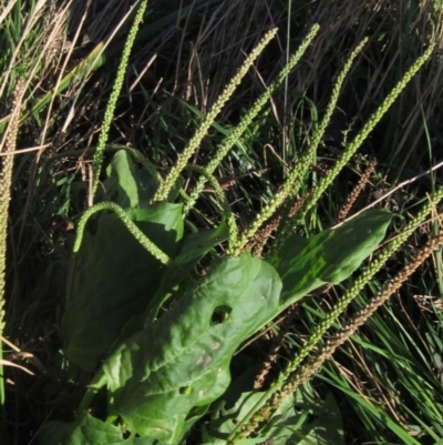 Plantago major (Greater Plantain) at Melba, ACT - 8 Apr 2024 by pinnaCLE