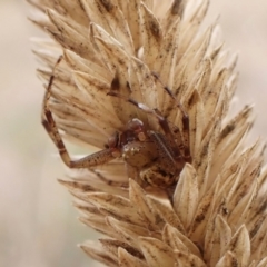 Australomisidia sp. (genus) (Flower spider) at Mount Painter - 9 May 2024 by CathB