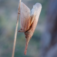 Rentinus dilatatus (Fulgorid planthopper) at Mount Painter - 1 May 2024 by CathB