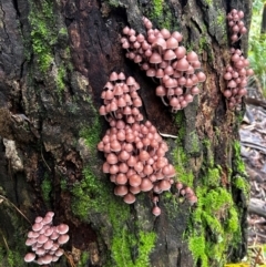 Mycena 'clarkeana group' at Uriarra Village, ACT - 12 May 2024 by Rebeccaryanactgov