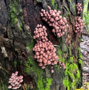 Mycena 'clarkeana group' at Uriarra Village, ACT - 12 May 2024 10:57 AM