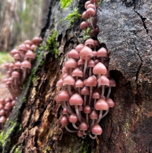 Mycena 'clarkeana group' at Uriarra Village, ACT - 12 May 2024 10:57 AM