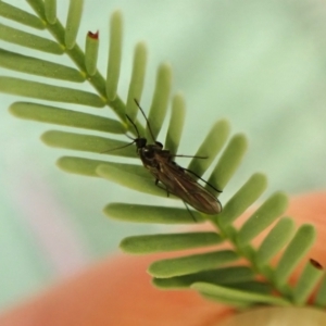 Sciaridae sp. (family) at Aranda Bushland - 3 May 2024