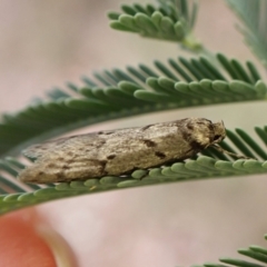 Philobota (genus) at Aranda Bushland - 3 May 2024 05:28 PM