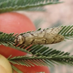 Philobota (genus) at Aranda Bushland - 3 May 2024 05:28 PM