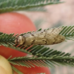 Philobota (genus) at Aranda Bushland - 3 May 2024 05:28 PM