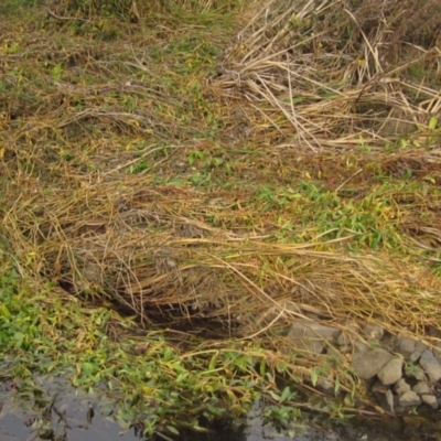 Alternanthera philoxeroides (Alligator Weed) at Melba, ACT - 7 May 2024 by pinnaCLE