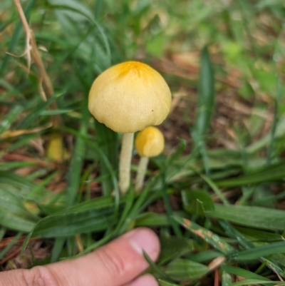 Bolbitius titubans (Yellow Fieldcap Mushroom) at Giralang, ACT - 10 May 2024 by AlexGM