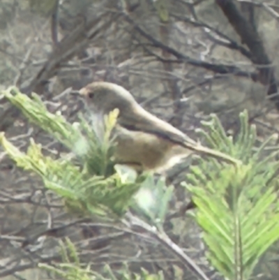 Acanthiza pusilla (Brown Thornbill) at QPRC LGA - 12 May 2024 by yellowboxwoodland