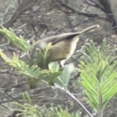 Acanthiza pusilla at QPRC LGA - suppressed