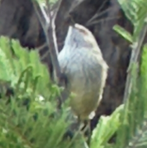 Acanthiza pusilla at QPRC LGA - suppressed