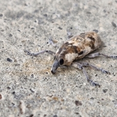 Lixus mastersii (Weevil) at Holt, ACT - 12 May 2024 by trevorpreston