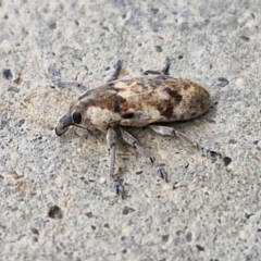 Lixus mastersii at Holt, ACT - 12 May 2024