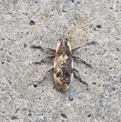 Lixus mastersii at Holt, ACT - 12 May 2024