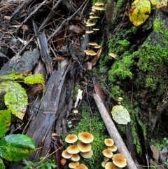 Hypholoma fasciculare (Hypholoma fasciculare) at Uriarra Village, ACT - 12 May 2024 by Rebeccaryanactgov