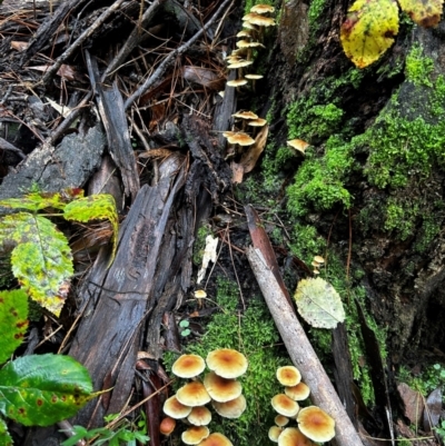 Hypholoma fasciculare (Hypholoma fasciculare) at Uriarra Village, ACT - 12 May 2024 by Rebeccaryanactgov