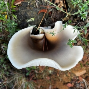 Omphalotus nidiformis at Uriarra Village, ACT - suppressed